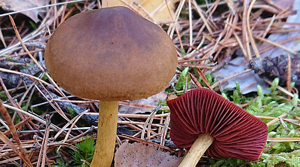 Färbepilz Blutblättrigen Hautkopf Ein Pilz mit rötlicher Unterseite steht im Wald.