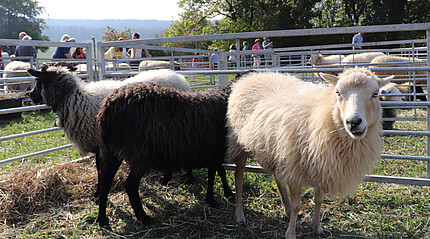 Ein weißes, ein schwarzes und ein graues Schaf in einem Gatter auf einer Wiese.