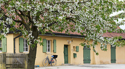 Ein Kirschbaum in voller Blüte im Hintergrund ist ein gelbes haus zu sehen, an dem ein Fahrrad lehnt.  
