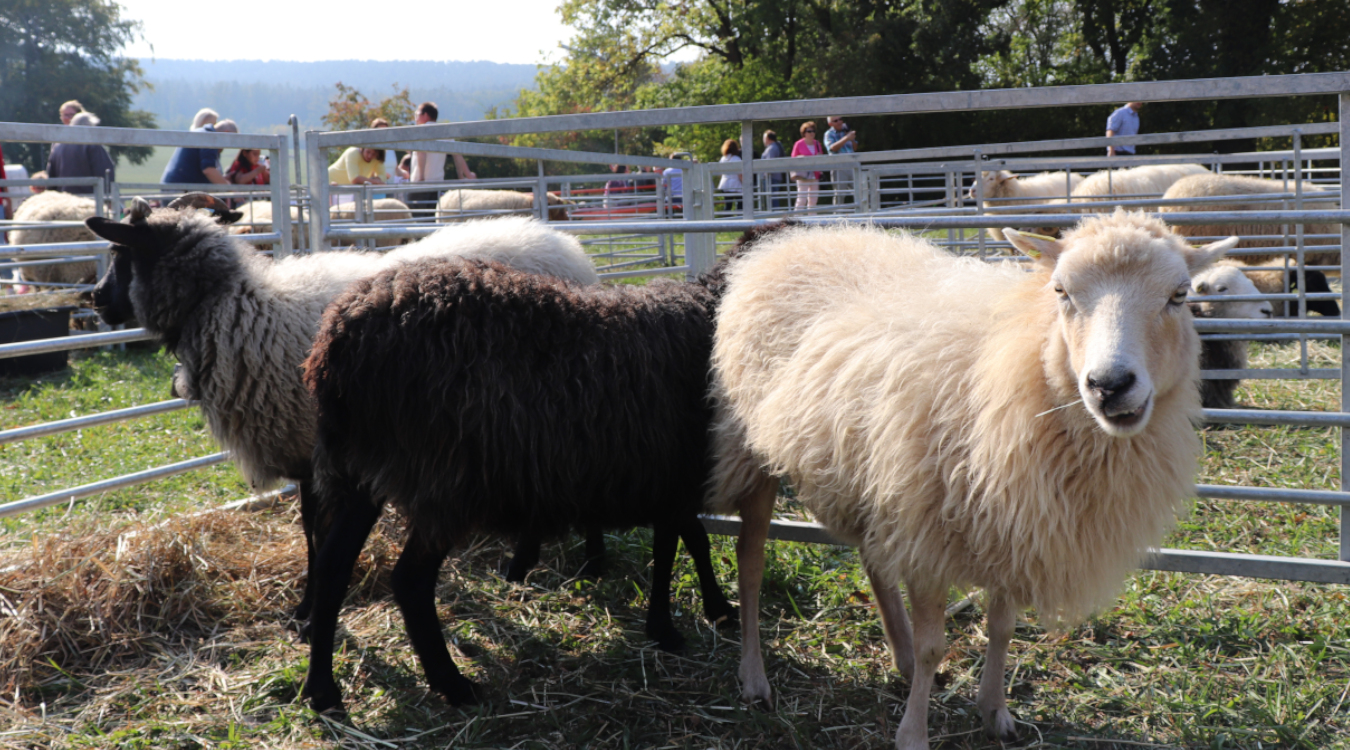 Ein weißes, ein schwarzes und ein graues Schaf in einem Gatter auf einer Wiese.