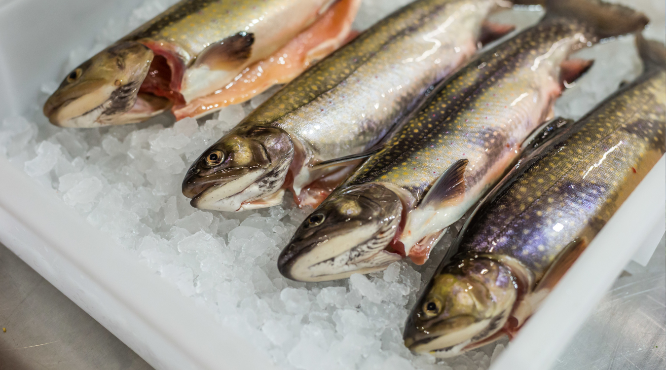 Heimischer Fisch ist ein gesundes Lebensmittel Vier tote Fische liegen auf Eis