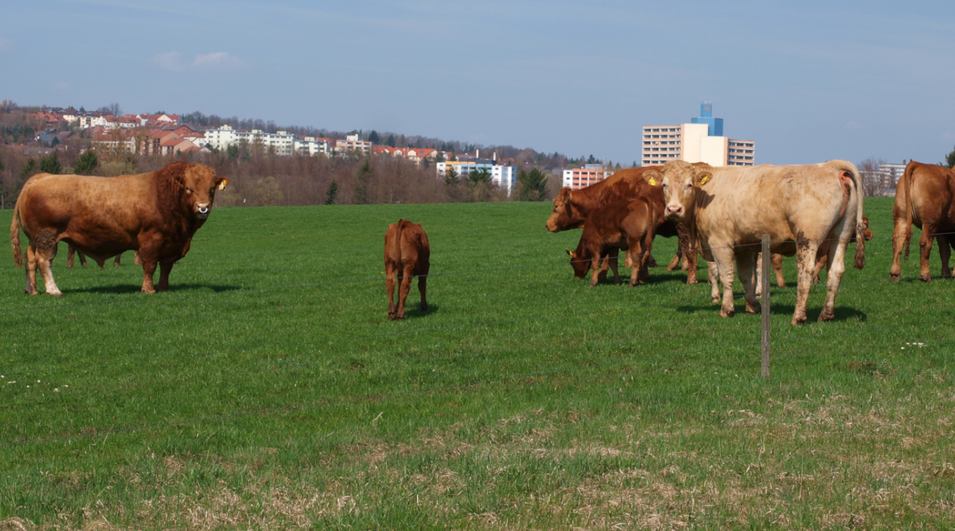 Rinder stehen auf einer grünen Weide. Das Gras ist sehr kurz