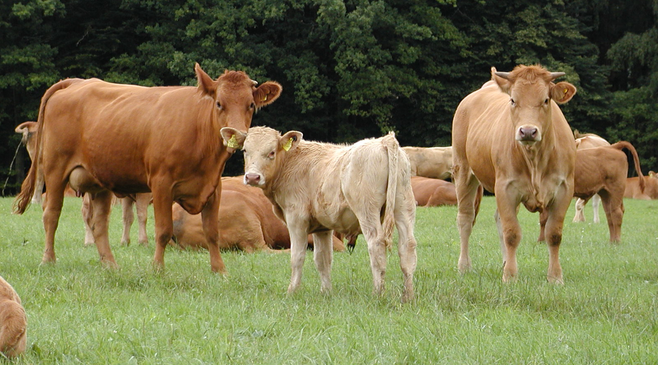 Zwei Rinder und ein Kalb stehen auf einer Weide, dahinter liegen weitere Rinder.