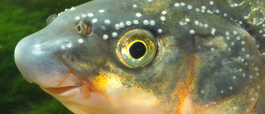 Die Nase, eine besonders bedrohte Fischart in Oberfranken, in Nahaufnahme 